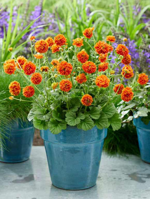 Geum Orange Pumpkin (Benoîte)