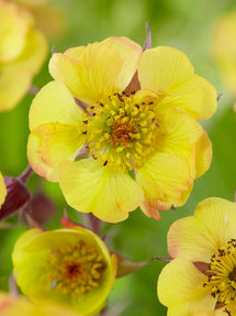 Geum (Benoîte) Tequila Sunrise