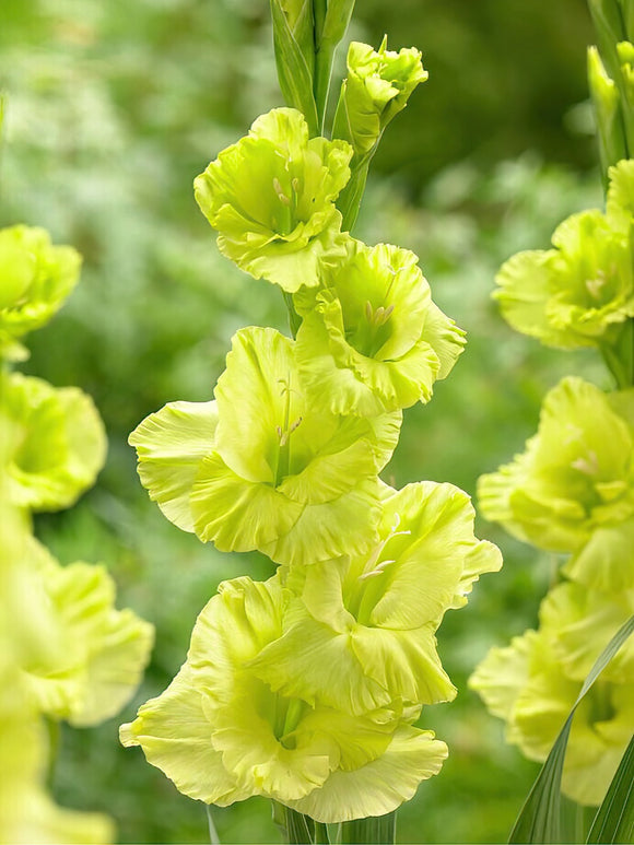 Glaïeul Green Star