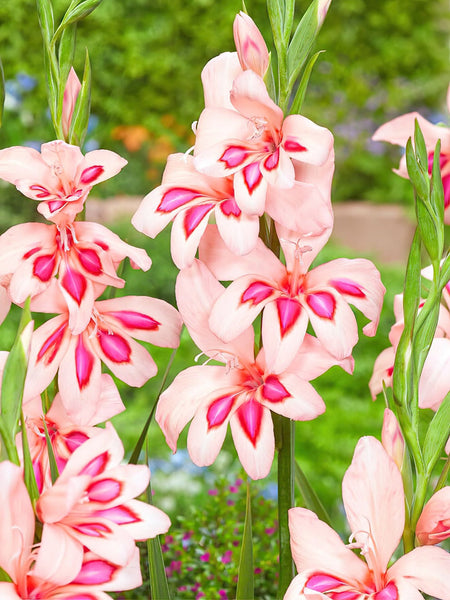 5 Bulbes De Glaïeul Nain (Nanus) - Mélange De Couleurs Variées, Hauteur 40-60 Cm, Floraison été - Idéal Bordures Et Rocailles - 5