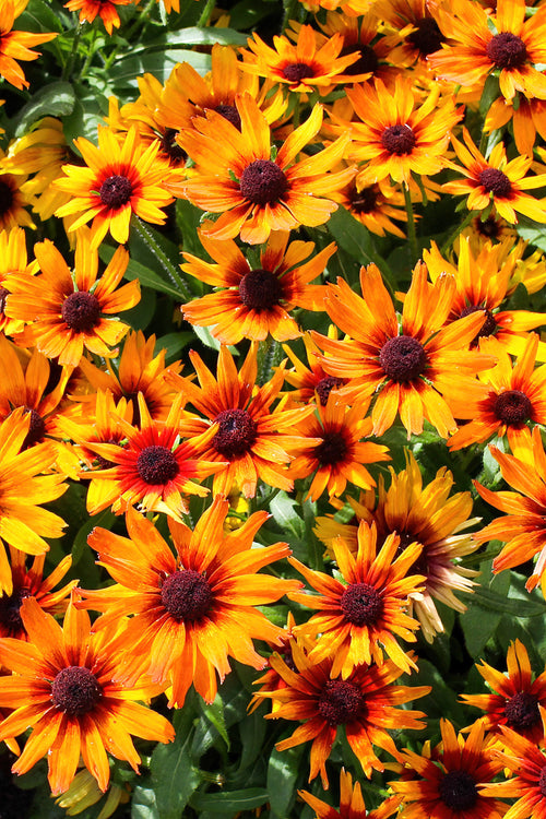 Hélénie Mardi Gras Plantes
