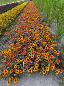 Heliopsis Orange Marble (Héliopsis Faux-Hélianthee)