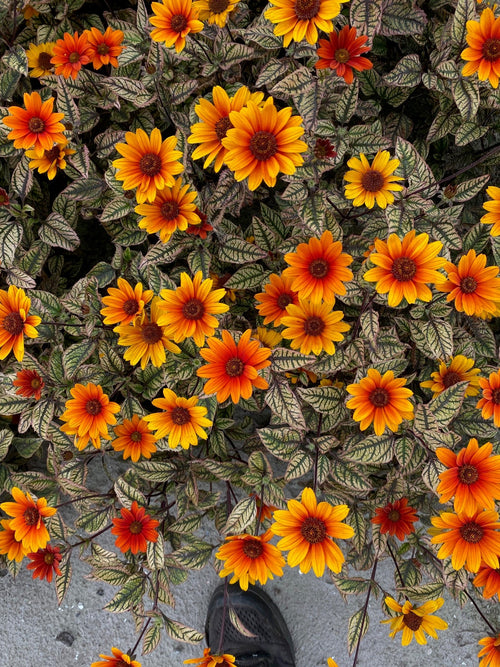 Heliopsis Orange Marble (Héliopsis Faux-Hélianthee)