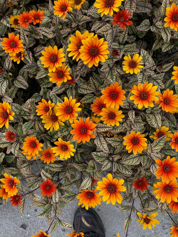 Heliopsis Orange Marble (Héliopsis Faux-Hélianthee)