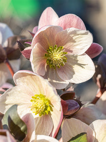 Hellébore orientale Apricot Beauty