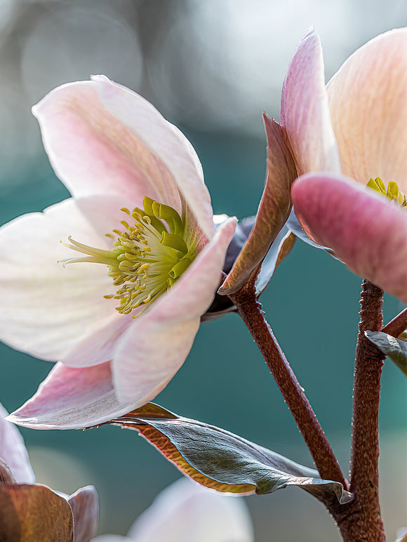 Helleborus Apricot Beauty - Plantes à racines nues