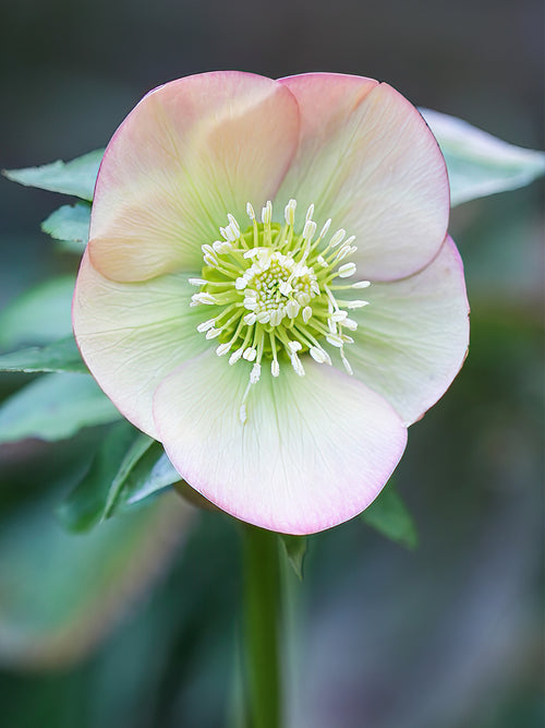 Acheter Helleborus Apricot Beauty