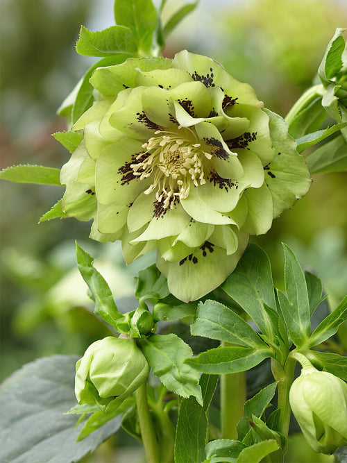 Acheter Helleborus Double Ellen Green