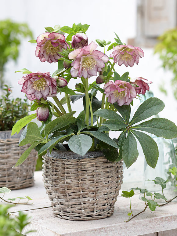 Acheter Helleborus Double Ellen Picotee