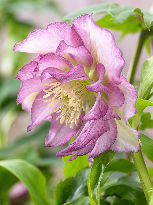 Helleborus Double Ellen Pink à racines nues