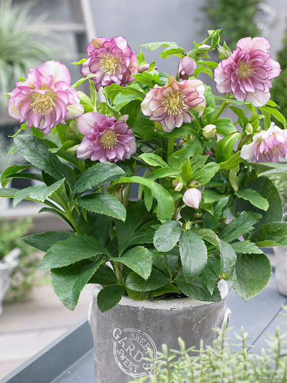 Helleborus Double Ellen Pink de Hollande