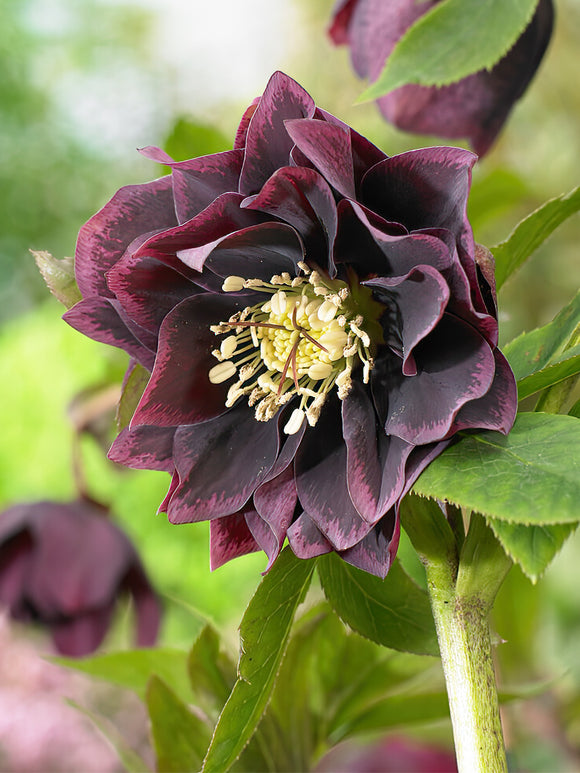 Helleborus Double Ellen Purple de Hollande