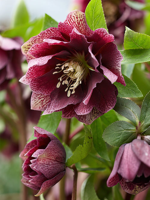 Helleborus Double Ellen Rouge de Hollande