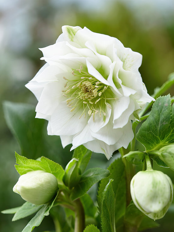 Acheter Helleborus Double Ellen Blanc