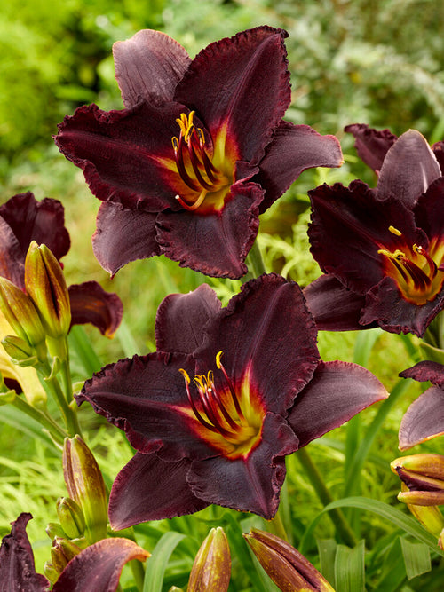 Hémérocalle Black Stockings Plantes vivaces 
