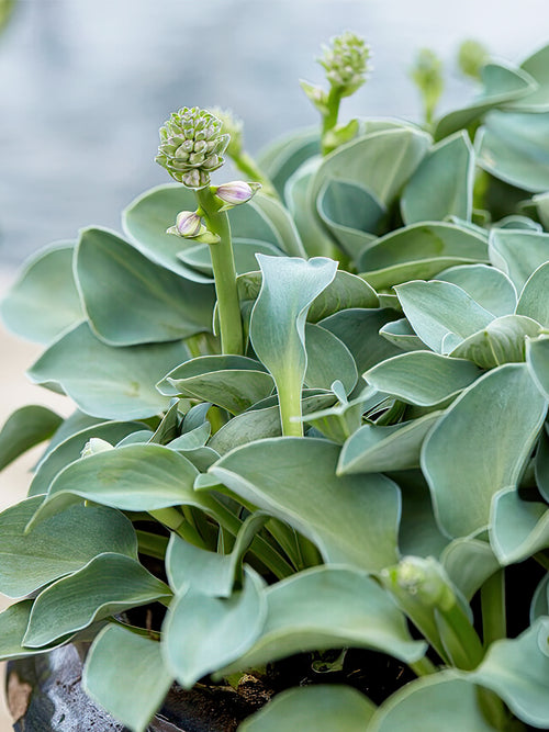 Commandez vos Hosta Blue Mouse Ears pour les recevoir au printemps !