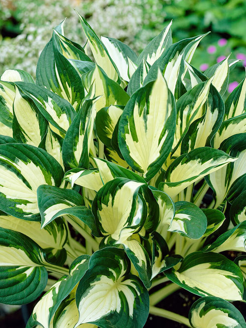 Acheter Hosta racines nues de Hollande