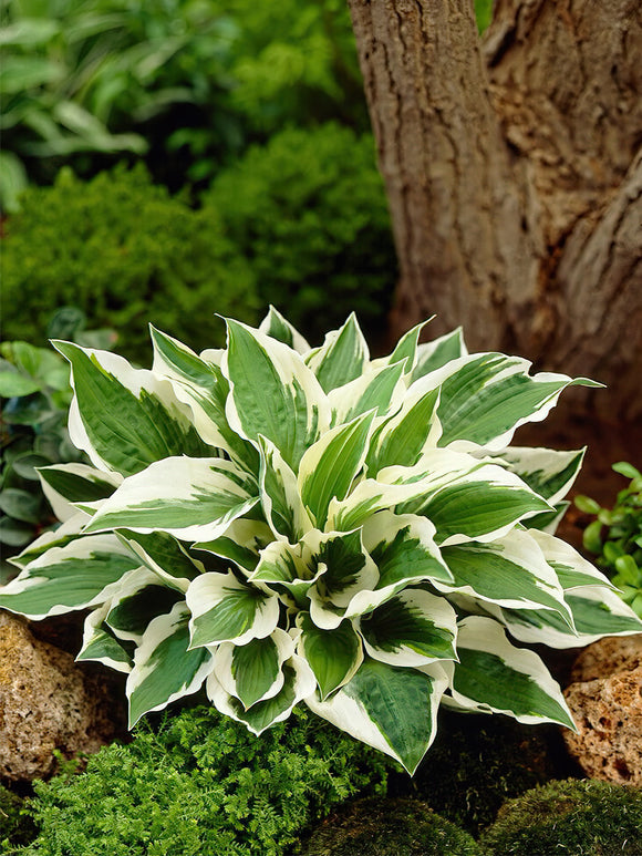 Acheter Hosta racines nues de Hollande