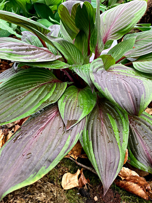 Acheter Hosta RED NINJA ('Nk2021'), livraison au printemps