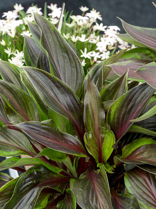 Hosta RED NINJA ('Nk2021') aux pétioles rouge vif