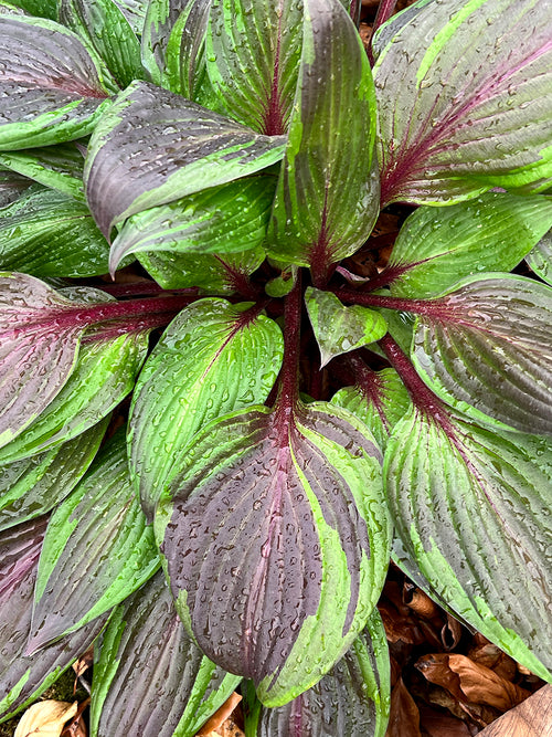 Acheter Hosta RED NINJA ('Nk2021') en ligne