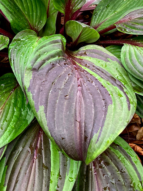 Hosta RED NINJA ('Nk2021') pour le soleil ou la mi-ombre