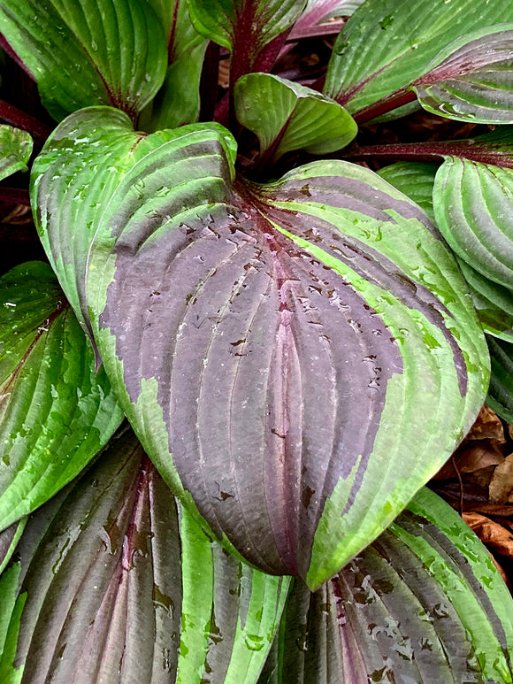 Hosta RED NINJA ('Nk2021') pour le soleil ou la mi-ombre