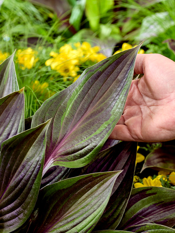 Hosta RED NINJA ('Nk2021') pour massifs et pots