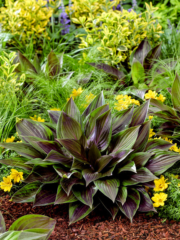 Acheter Hosta RED NINJA ('Nk2021') pour une plantation au printemps
