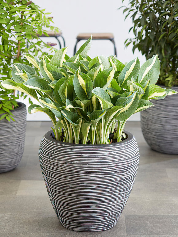 Acheter Hosta racines nues de Hollande