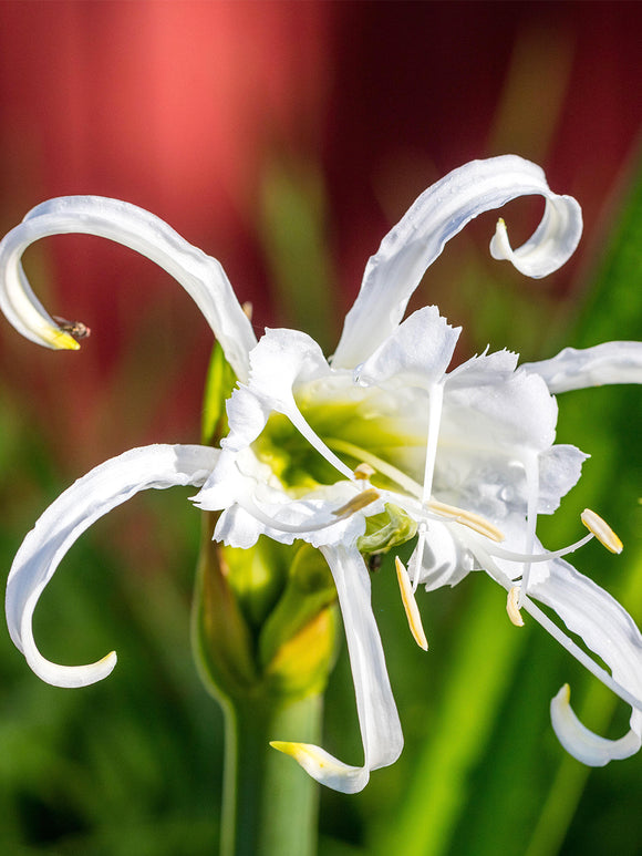 Hymenocallis Festalis Zwanenburg