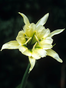 Hymenocallis Sulphur Queen