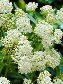 Asclepias (Asclépiade incarnate) Ice Ballet