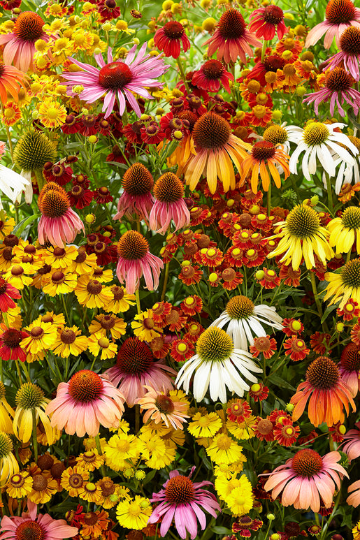 Acheter Échinacée et Helenium 'Indian Summer Mix' de Hollande