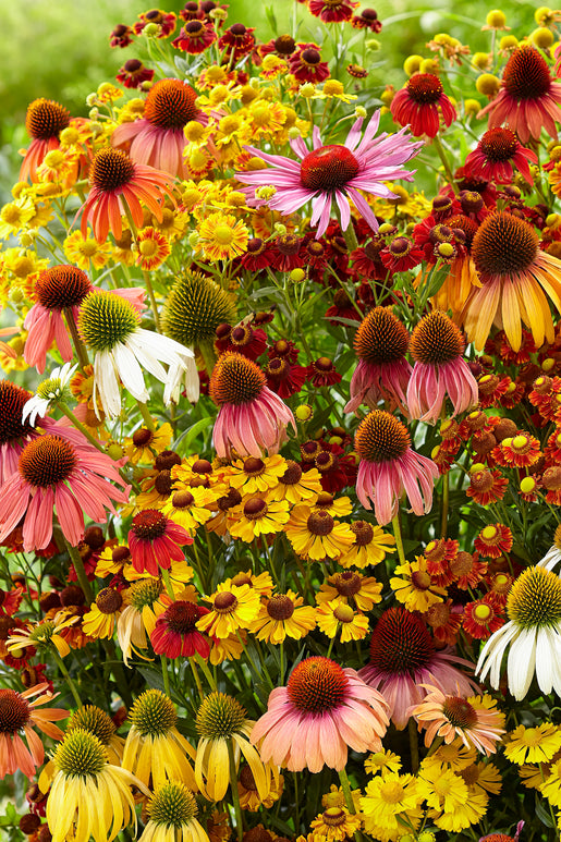 Échinacée et Helenium 'Indian Summer Mix' de Hollande