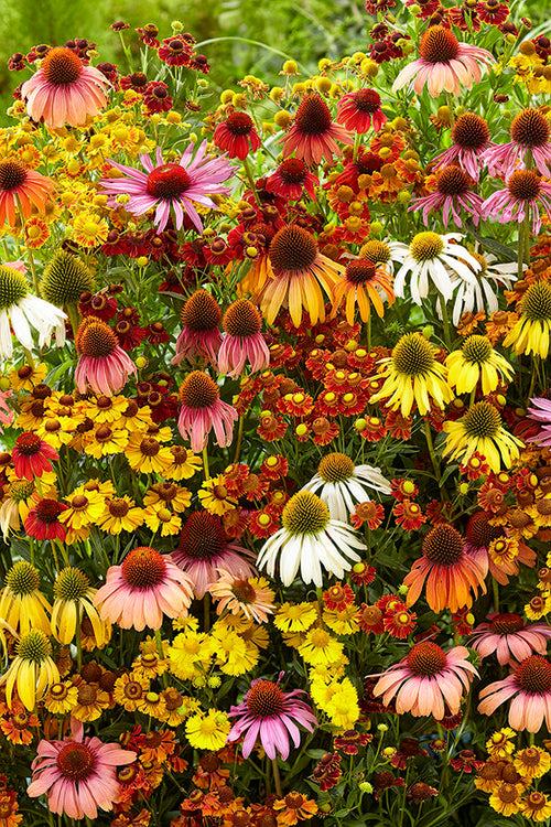 Échinacée et Helenium 'Indian Summer Mix' à racines nues