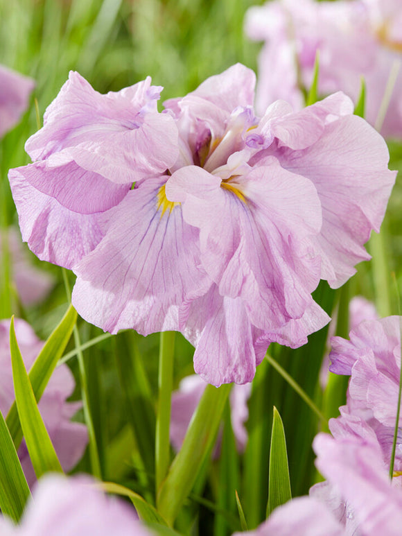 Iris du Japon Tub Tim Grob