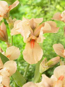 Iris des jardins Apricot Silk