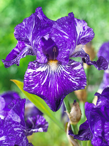 Iris des jardins Batik