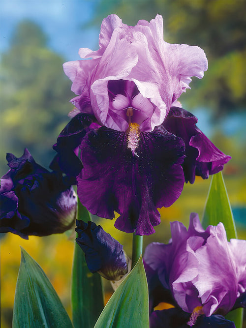 Commandez vos racines nues d'Iris des jardins Bluebird Wine pour les recevoir au printemps ! 