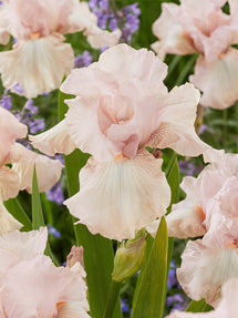 Iris des jardins Cherished