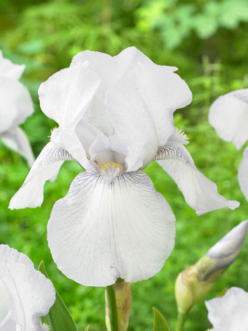 Rhizomes de qualité supérieure Iris des Jardins English Cottage