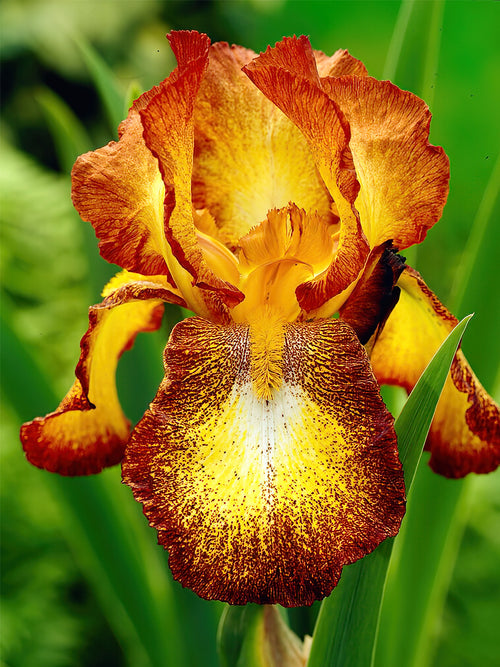 Commandez vos racines nues d'Iris des jardins Spreckles pour les recevoir au printemps ! 