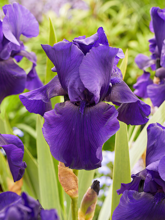 Commandez vos racines nues d'Iris des jardins Superstition pour les recevoir au printemps ! 