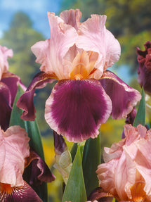 Iris des jardins Wine and Roses