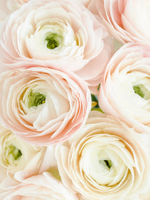 Renoncule Italienne Elegance Bianco Sfumato