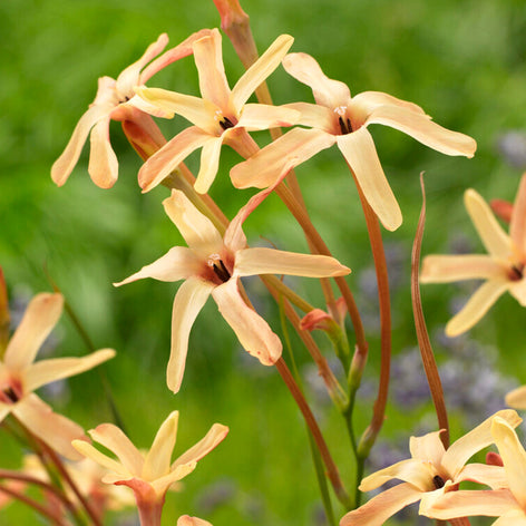 Acheter Ixia paniculata Eos 