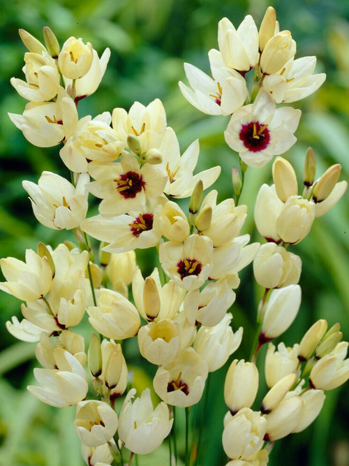 Acheter Ixia Hogarth aus Holland