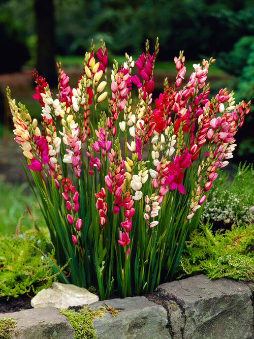 bulbes d’Ixia Lis 