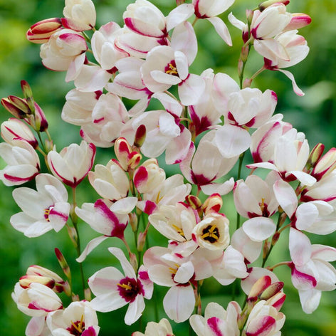 Ixias Acheter Ixia Spotlight aus Holland, expédition vers la France à l'automne